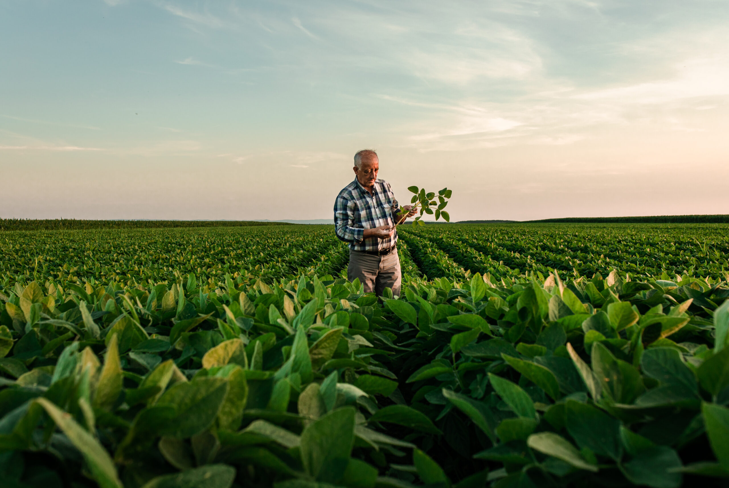 Senior farmer standing in soybean field examining crop at sunset Landwirt prüft seine Sojapflanzen kurz vor der Ernte